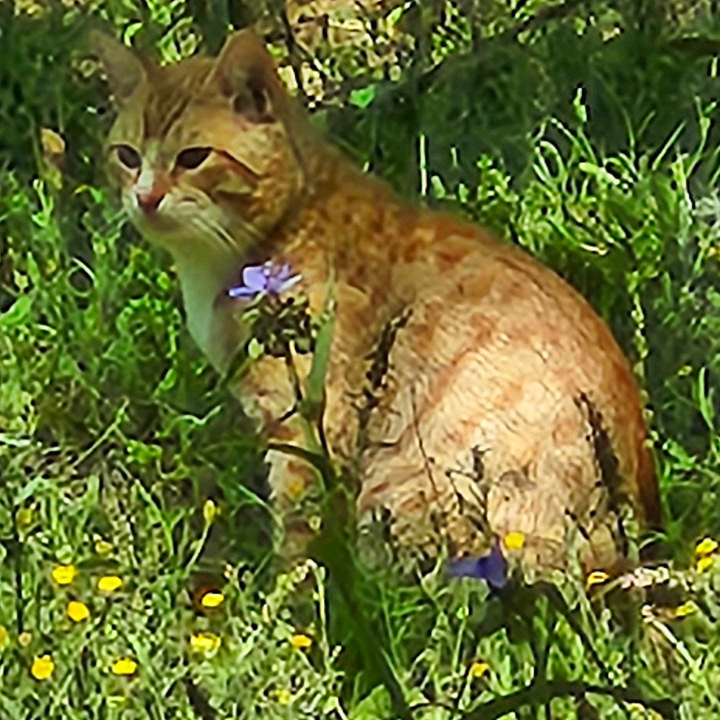 Cheddar Biscuit joined the competition — help win amazing prizes! animal, calm, cat, feline, flora, flowers, garden, ginger_cat, grass, greenery, mammal, nature, outdoor, pet, plants, purple_flowers, sitting, sunlight, wildflowers, yellow_flowers