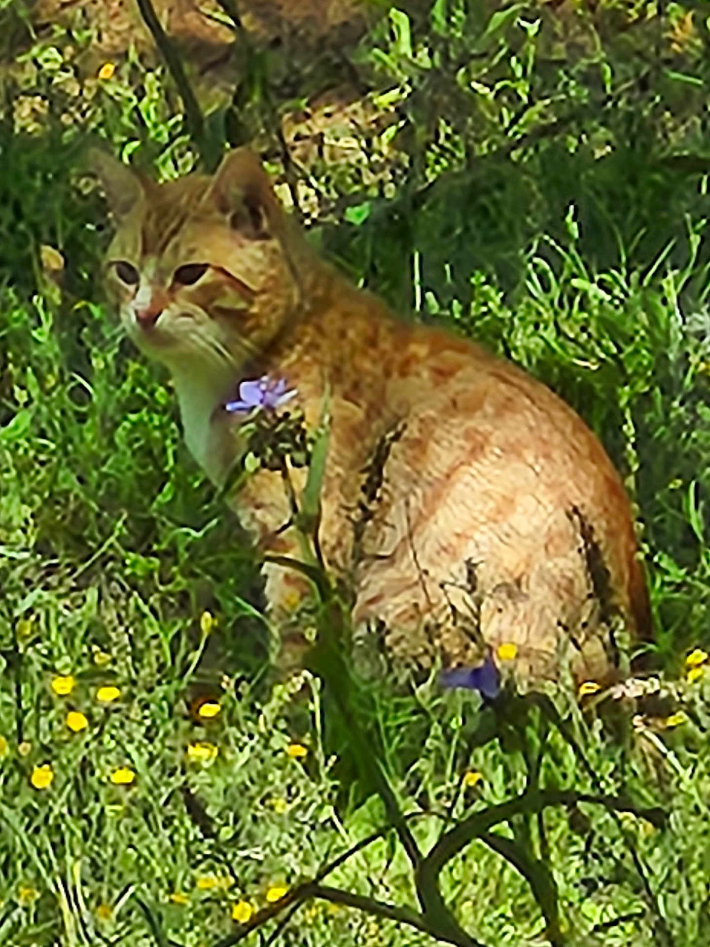 Cheddar Biscuit joined the competition — help win amazing prizes! animal, calm, cat, feline, flora, flowers, garden, ginger_cat, grass, greenery, mammal, nature, outdoor, pet, plants, purple_flowers, sitting, sunlight, wildflowers, yellow_flowers