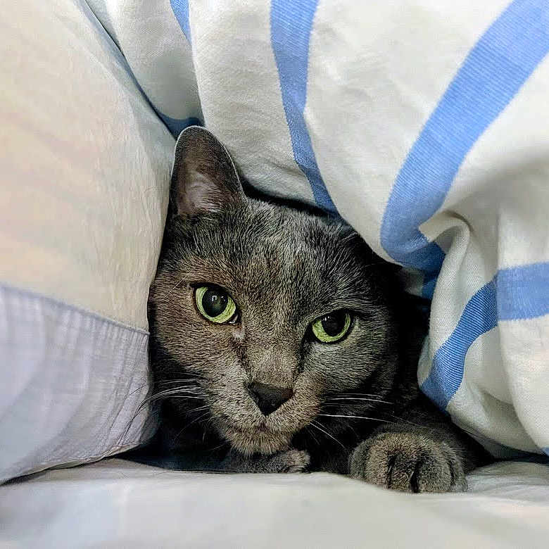 Delores