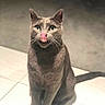 Delores joined the competition — help win amazing prizes! animal, cat, curious, cute, domestic_cat, ears, feline, floor, furry, gray_cat, green_eyes, indoor, mammal, pet, playful, portrait, sitting, tile_floor, tongue_out, whiskers