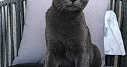 Delores joined the competition — help win amazing prizes! animal, cat, chair, cushion, cute, domestic_animal, ears, feline, fur, gray_cat, green_eyes, home, indoor, looking_at_camera, pet, portrait, resting, sitting, tail, whiskers