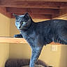 Delores is registered to the contest to win money with this photo: animal, cat, cozy, detailed, domestic_cat, feline, focused, fur, gray_cat, green_eyes, house, indoor, lounging, paw, pet, portrait, relaxed, tail, wood, wooden_beam