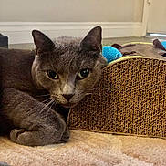 Delores joined the competition — help win amazing prizes! animal, carpet, cat, closeup, cozy, curious, ears, feline, floor, gray_cat, home, indoor, looking_at_camera, paw, pet, plush_toy, relaxed, resting, scratch_pad, whiskers