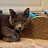 animal, carpet, cat, closeup, cozy, curious, ears, feline, floor, gray_cat, home, indoor, looking_at_camera, paw, pet, plush_toy, relaxed, resting, scratch_pad, whiskers