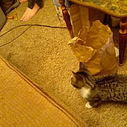 Bandit joined the competition — help win amazing prizes! cat, tabby_cat, carpet, paper_bag, foot, barefoot, table, table_leg, cheez_it_box, snack_box, indoor, living_room, clutter, furniture, floor, curious, pet, animal, brown, beige