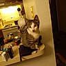 Bandit joined the competition — help win amazing prizes! kitten, cat, tabby, kitchen, counter, can, lighter, wall, household, indoor, pet, curious, tabby_cat, domestic_cat, yellow_light, appliance, stove, cupboard, clutter, sitting