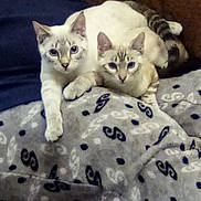 Tigger Cara Brothers joined the competition — help win amazing prizes! animal, blanket, cat, cats, companion, cozy, cute, ears, eyes, feline, friendship, fur, home, indoor, pattern, pet, resting, tail, two_animals, whiskers