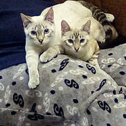 Tigger Cara Brothers joined the competition — help win amazing prizes! animal, blanket, blue_eyes, cat, close_up, companion, cozy, cute, domestic_animal, ears, feline, fur, indoor, looking, pair, pets, resting, snuggling, tail, whiskers