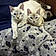 Tigger Cara Brothers