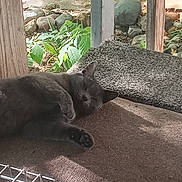 Semper Fi is registered to the contest to win money with this photo: animal, carpet, cat, cozy, daylight, feline, grey_cat, nap, outdoor, pet, plants, porch, quiet, relaxing, resting, rocks, shade, sleeping, sunlight, wooden_post