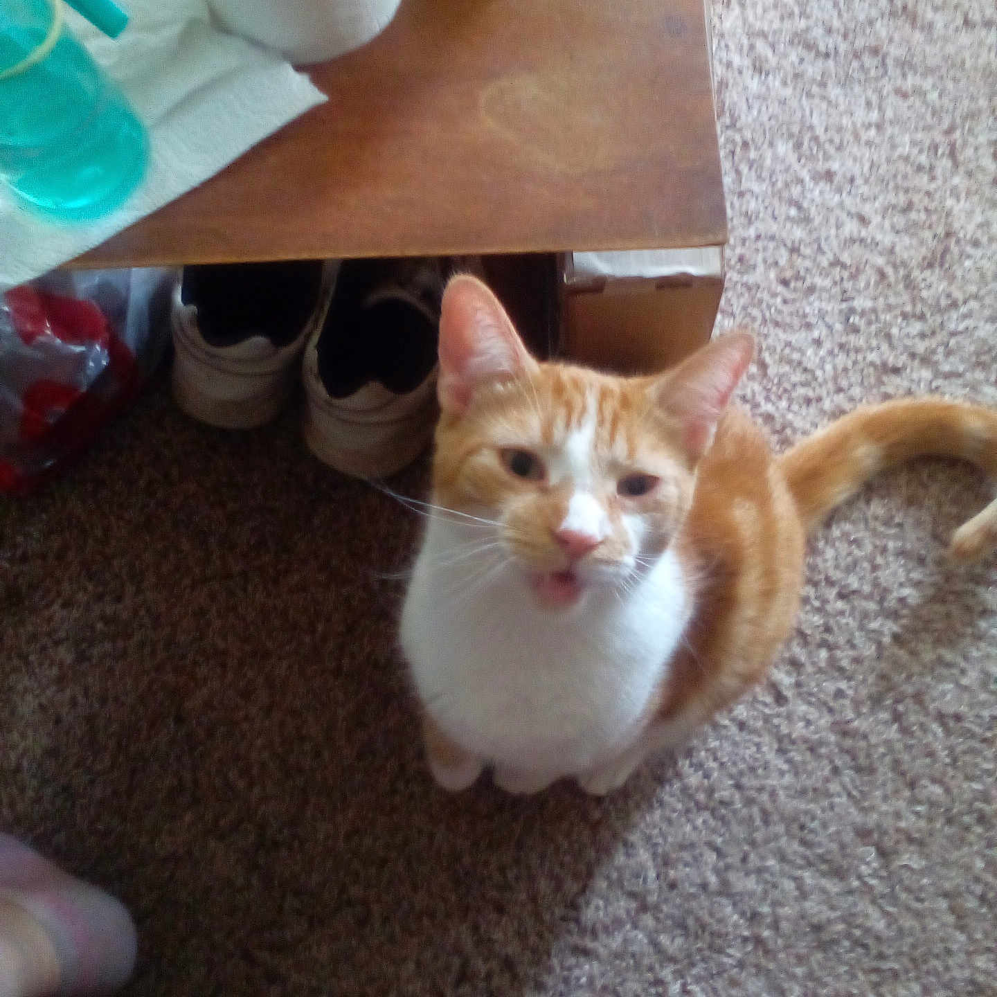 Whoosh joined the competition — help win amazing prizes! cat, orange_cat, white_cat, pet, indoor, carpet, table, shoes, household_items, looking_up, mouth_open, feline, curious, floor, domestic, animal, cute, whiskers, ears, tail