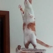 Whoosh joined the competition — help win amazing prizes! cat, standing, cat_tree, indoor, feline, reaching, white, orange, blur, paw, wood, pet, animal, climbing, house, fur, tail, wall, vertical, domestic