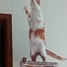 cat, standing, cat_tree, indoor, feline, reaching, white, orange, blur, paw, wood, pet, animal, climbing, house, fur, tail, wall, vertical, domestic