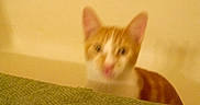 Whoosh is registered to the contest to win money with this photo: cat, orange_cat, white_cat, blurry, indoor, pet, animal, feline, peeking, green_surface, texture, yellow_lighting, curiosity, closeup, domestic, cute, soft_focus, background_wall, shadow, ears