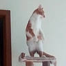 Whoosh joined the competition — help win amazing prizes! cat, standing, cat_tree, indoor, orange_and_white, pet, feline, animal, looking_away, wooden_frame, wall, blurry, vertical, home, domestic, fur, ears, tail, quiet, still