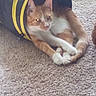 Whoosh joined the competition — help win amazing prizes! cat, orange_cat, white_cat, pet, animal, tunnel, carpet, indoor, feline, resting, cute, domestic_animal, fur, whiskers, paw, tail, relaxing, playful, household, cozy