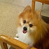 animal, chair, companion, cute, dog, domestic_animal, floor, friendly, fur, happy, indoor, leash, looking_up, orange_chair, pet, pomeranian, seated, small_dog, tongue_out, wooden_chair