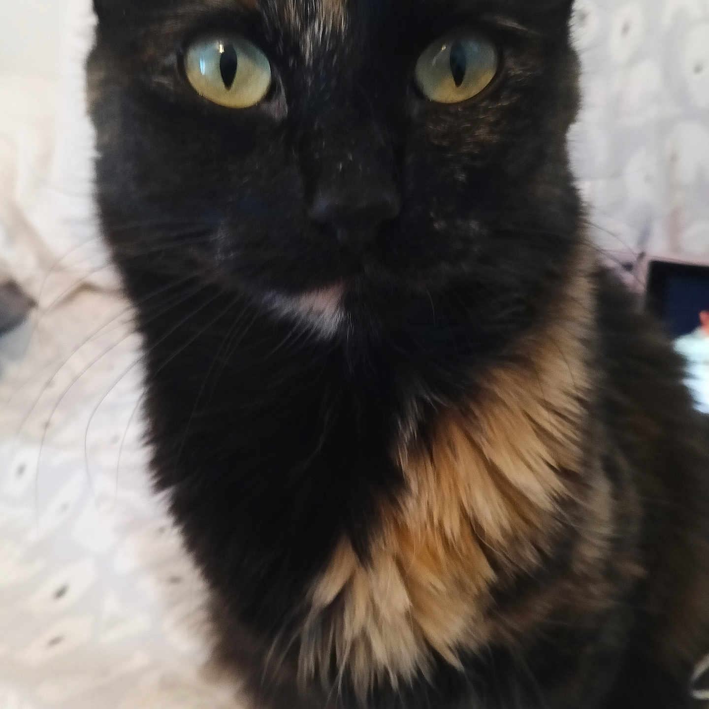 Nova is registered to the contest to win money with this photo: abyssinian, animal, blackcat, brasssection, cat, horn, kitten, manx, musicalinstrument, pet, siamese