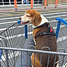 dog, beagle, shopping_cart, pet, outdoor, parking_lot, caution_post, pavement, harness, tongue_out, happy, resting, storefront, metal_bars, cushion, animal, daylight, leisure, companion, canine