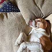 Rusty is registered to the contest to win money with this photo: dog, brown_and_white, couch, pillow, beige, relaxed, indoor, pet, canine, fur, resting, cozy, living_room, domestic_animal, sleepy, comfortable, animal, cute, paw, home