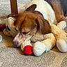 dog, sleeping, stuffed_toy, plush, carpet, indoor, pet, brown, white, relaxed, animal, companion, cute, cozy, resting, ears, snout, paw, toy, floor