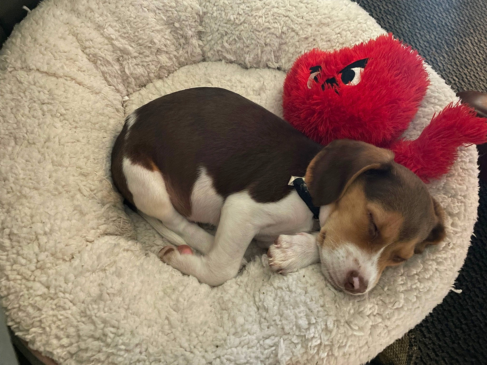 Rusty joined the competition — help win amazing prizes! canidae, carmine, carnivore, comfort, companion_dog, dog, dog_bed, dog_breed, dog_supply, fawn, fur, linens, nap, paw, pet_supply, scent_hound, snout, tail, toy, working_animal