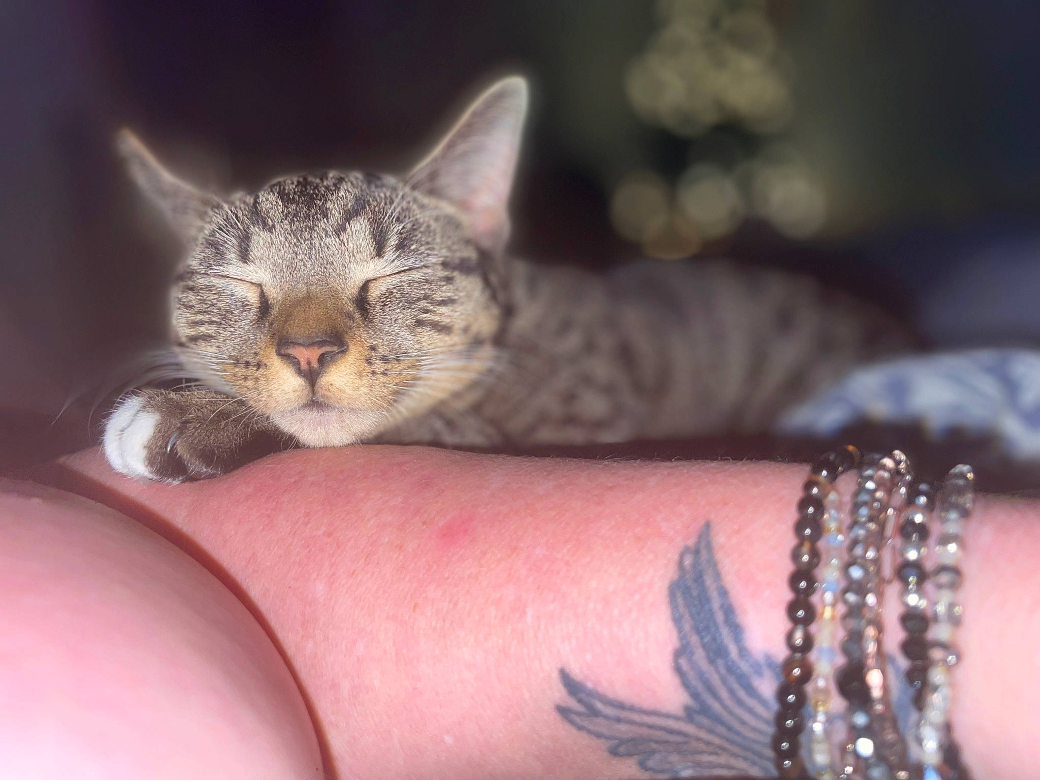 Quinn is registered to the contest to win money with this photo: body_jewelry, bracelet, carnivore, cat, claw, close_up, comfort, domestic_short_haired_cat, fashion_accessory, felidae, fur, human_leg, jewellery, nail, paw, small_to_medium_sized_cats, tattoo, temporary_tattoo, whiskers, wrist
