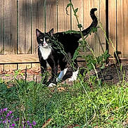 Bolt is registered to the contest to win money with this photo: alert, animal, black_and_white, cat, curious, daylight, domestic_cat, garden, grass, greenery, mammal, nature, outdoor, pets, plants, sunlight, tail_up, whiskers, wildflowers, wooden_fence