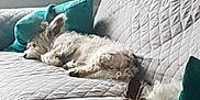 Idéfix participe au concours pour gagner de l'argent avec cette photo : animal, bed, bedroom, blanket, canine, couch, cushion, dog, dormroom, furniture, homedecor, indoors, interiordesign, linen, pet, pillow, puppy, quilt, room, terrier