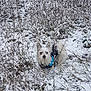 Idéfix a rejoint le concours — aidez-le/la à gagner de superbes lots ! animal, canine, clothing, dog, eskimodog, ice, land, nature, outdoors, pet, plant, poodle, puppy, snow, terrier, tundra, vegetation, weather, whitedog, winter