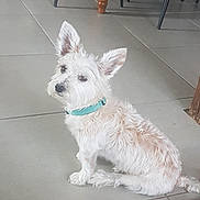 Idéfix a rejoint le concours — aidez-le/la à gagner de superbes lots ! accessories, animal, canine, chair, dog, eskimodog, flagstone, furniture, hardwood, leash, path, pet, poodle, puppy, strap, terrier, walkway, white, whitedog, wood