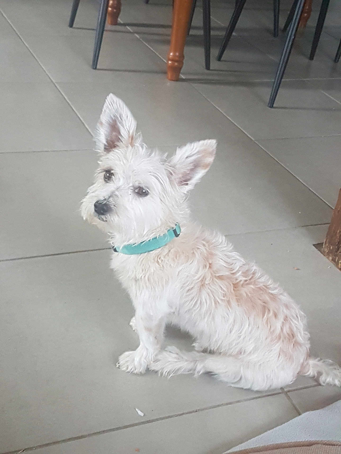 Idéfix a rejoint le concours — aidez-le/la à gagner de superbes lots ! accessories, animal, canine, chair, dog, eskimodog, flagstone, furniture, hardwood, leash, path, pet, poodle, puppy, strap, terrier, walkway, white, whitedog, wood