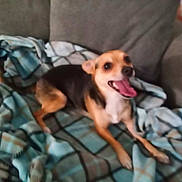 Bella is registered to the contest to win money with this photo: dog, small_dog, blanket, couch, indoor, pet, canine, happy, tongue_out, fur, animal, resting, smiling, cozy, living_room, domestic_animal, cute, companion, relaxed, friendly