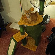 Cheese It is registered to the contest to win money with this photo: cat, kitten, cat_tree, orange_cat, indoor, pet, furniture, carpet, fan, toy, collar, plush, scratching_post, household, curious, small_animal, domestic_animal, pet_accessory, floor, room
