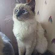 Mirabelle is registered to the contest to win money with this photo: cat, fluffy, blue_eyes, indoor, window_light, sitting, whiskers, feline, pet, domestic_animal, curious, soft_fur, close_up, side_view, wall_pattern, cozy, animal_portrait, quiet, calm, house