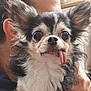 Ryder a rejoint le concours — aidez-le/la à gagner de superbes lots ! dog, chihuahua, small_dog, tongue_out, close_up, pet, fluffy, black_and_white, animal, cute, companion, indoor, person, ear, face, fur, whiskers, expression, holding, portrait