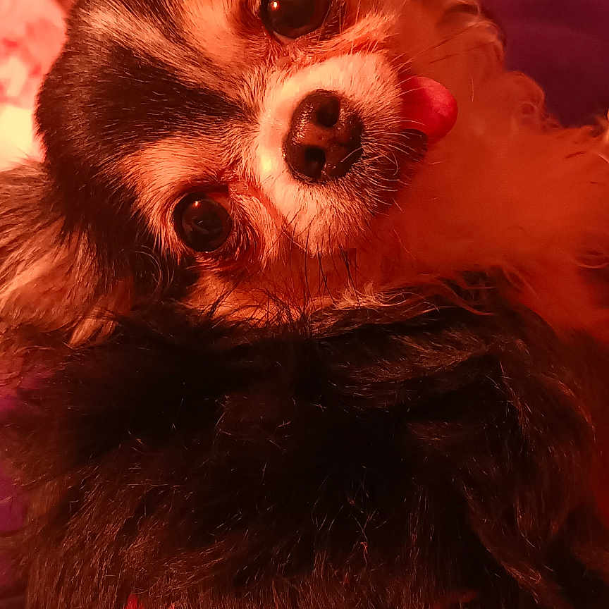 Ryder a rejoint le concours — aidez-le/la à gagner de superbes lots ! animal, bed, black_and_white, blanket, close_up, clothing, companion, cozy, curious, cute, dog, flamingo_pattern, fur, indoors, pet, playful, portrait, small_dog, tongue_out, warm_lighting