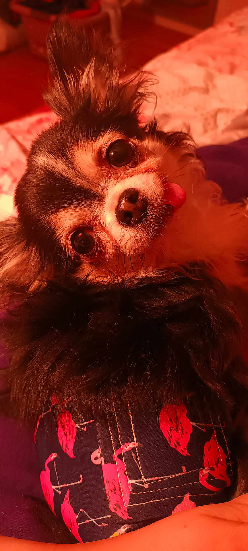 Ryder a rejoint le concours — aidez-le/la à gagner de superbes lots ! dog, small_dog, close_up, pet, cute, tongue_out, flamingo_pattern, clothing, fur, black_and_white, indoors, bed, blanket, cozy, animal, portrait, warm_lighting, playful, curious, companion