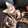 Shere Khan