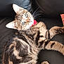 cat, kitten, tabby, blue_eyes, collar, red_collar, leather_couch, black_couch, pet, animal, feline, whiskers, fur, cute, indoor, relaxed, laying_down, young_cat, domestic_cat, curious