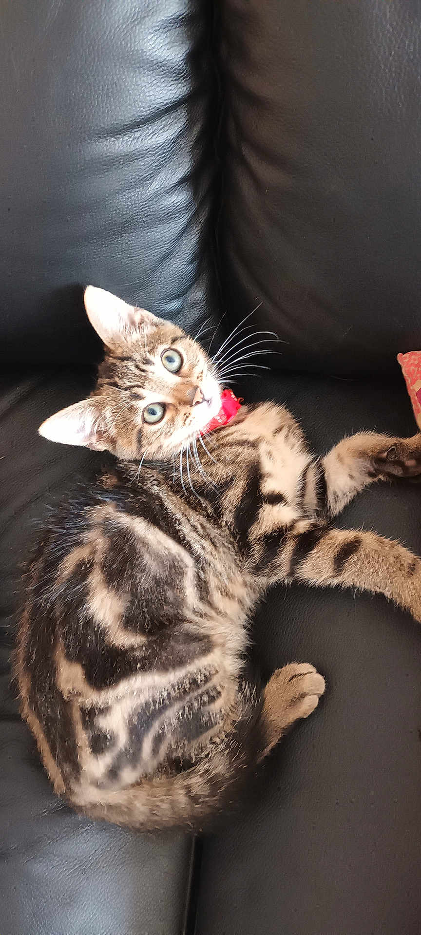 Shere Khan
