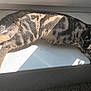cat, kitten, sleeping, sunlight, windowsill, tabby, striped_fur, potted_plant, indoor, relaxing, pet, animal, feline, cozy, resting, daylight, fur, small_animal, peaceful, home