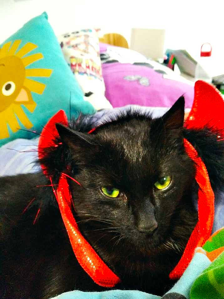 Kiki a rejoint le concours — aidez-le/la à gagner de superbes lots ! black_cat, bombay, carnivore, cat, collar, comfort, domestic_short_haired_cat, fashion_accessory, felidae, fur, home_accessories, linens, pet_supply, plant, small_to_medium_sized_cats, whiskers