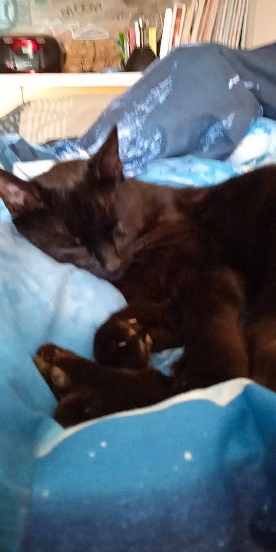 Kiki a rejoint le concours — aidez-le/la à gagner de superbes lots ! bedding, black_cat, carnivore, cat, cat_supply, comfort, domestic_short_haired_cat, felidae, fur, linens, small_to_medium_sized_cats, whiskers