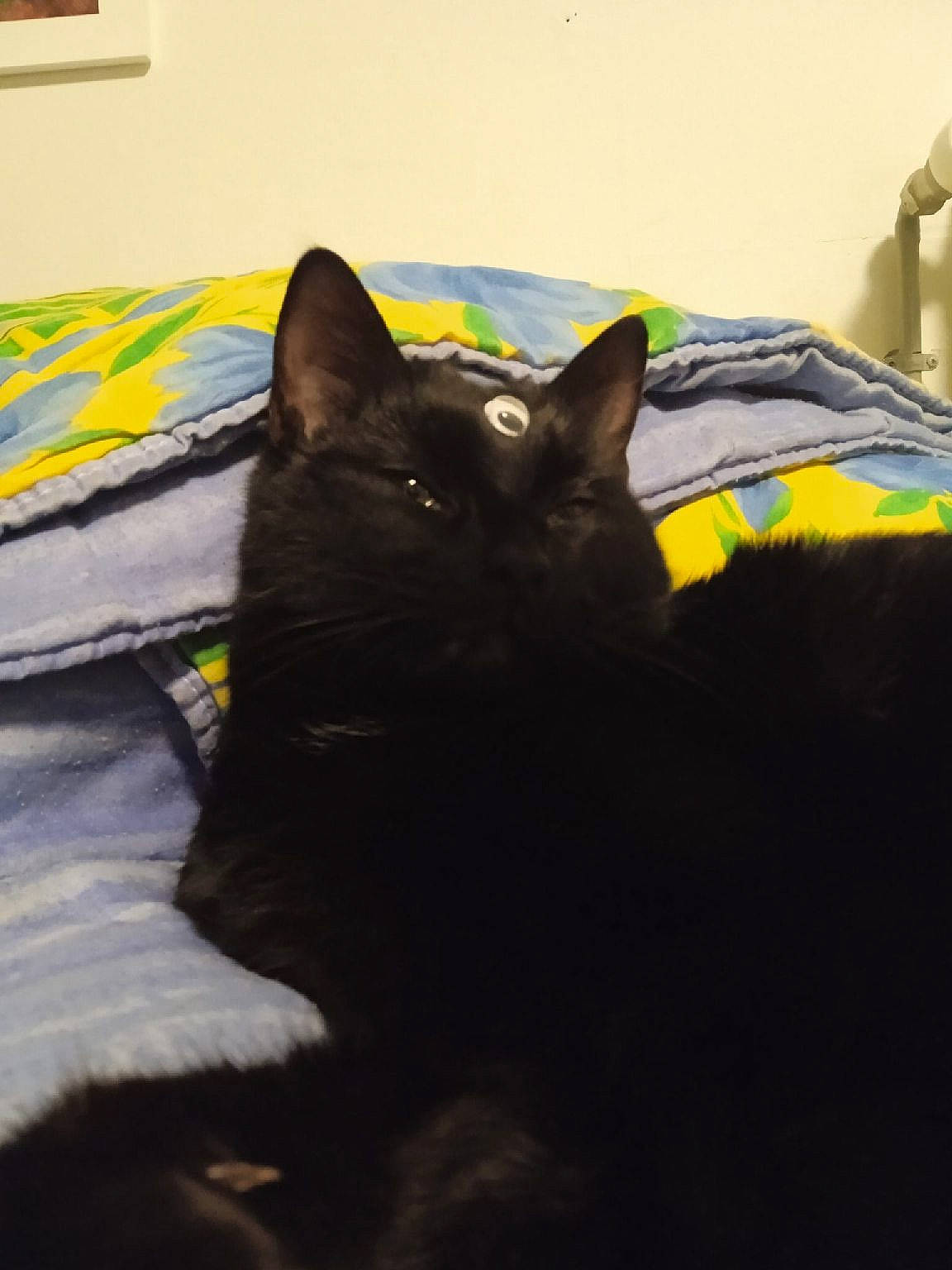 Kiki a rejoint le concours — aidez-le/la à gagner de superbes lots ! black_cat, bombay, carnivore, cat, cat_supply, claw, comfort, domestic_short_haired_cat, felidae, flooring, fur, grass, grey, linens, room, small_to_medium_sized_cats, snout, tail, terrestrial_animal, whiskers