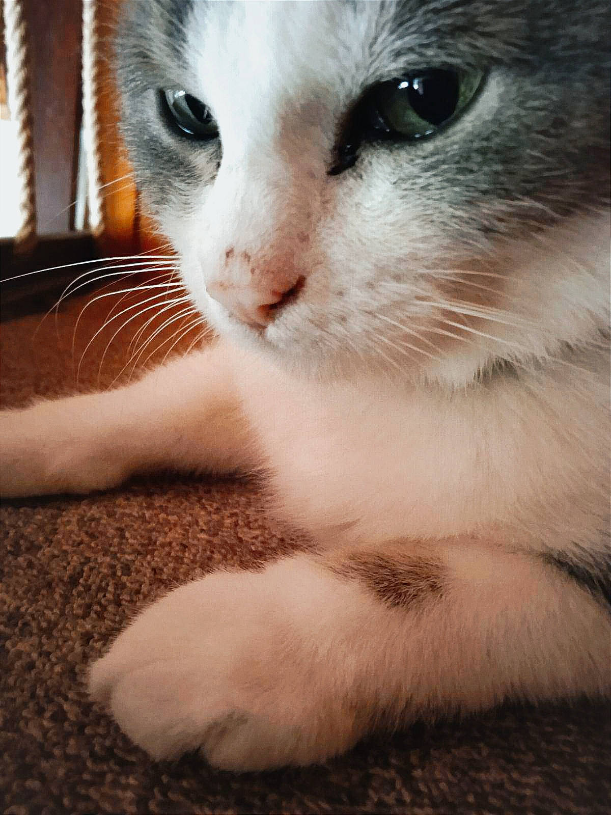 Mimi participe au concours pour gagner de l'argent avec cette photo : carnivore, cat, claw, close_up, domestic_short_haired_cat, ear, eye, eyelash, fawn, felidae, fur, iris, leg, nose, paw, small_to_medium_sized_cats, snout, tail, whiskers, window