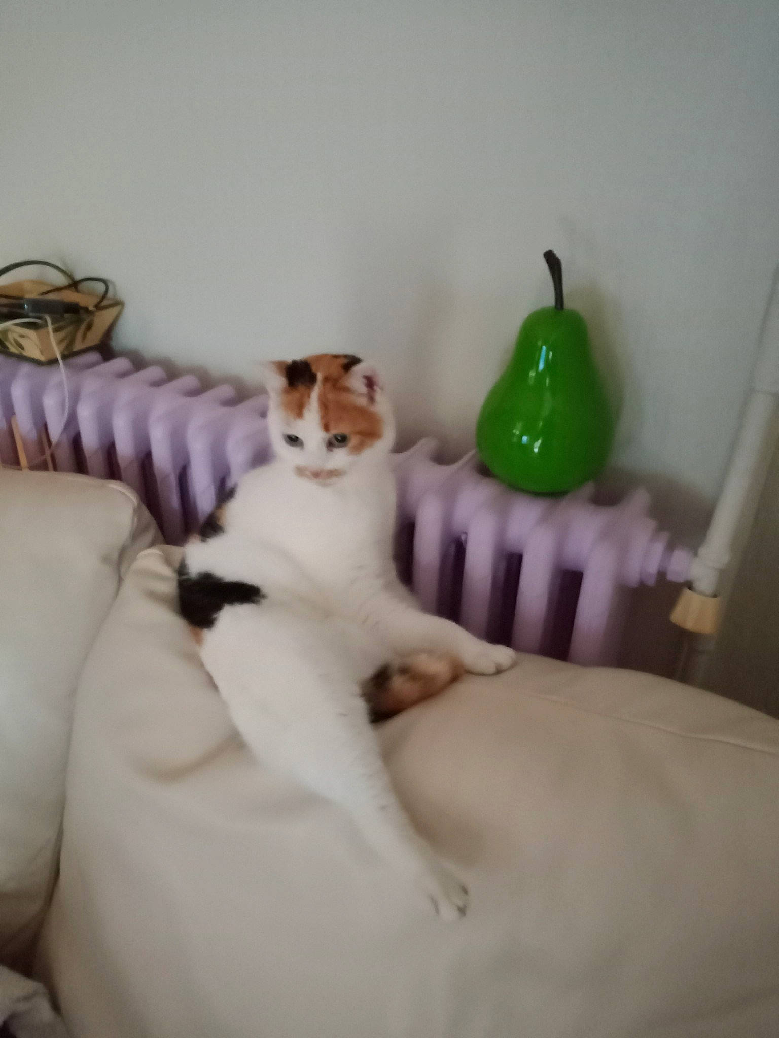 Mikette a rejoint le concours — aidez-le/la à gagner de superbes lots ! bed, bed_sheet, bedding, bedroom, carnivore, cat, comfort, companion_dog, fawn, felidae, fur, linens, mammal, room, sitting, small_to_medium_sized_cats, terrestrial_animal, toy, vertebrate, whiskers