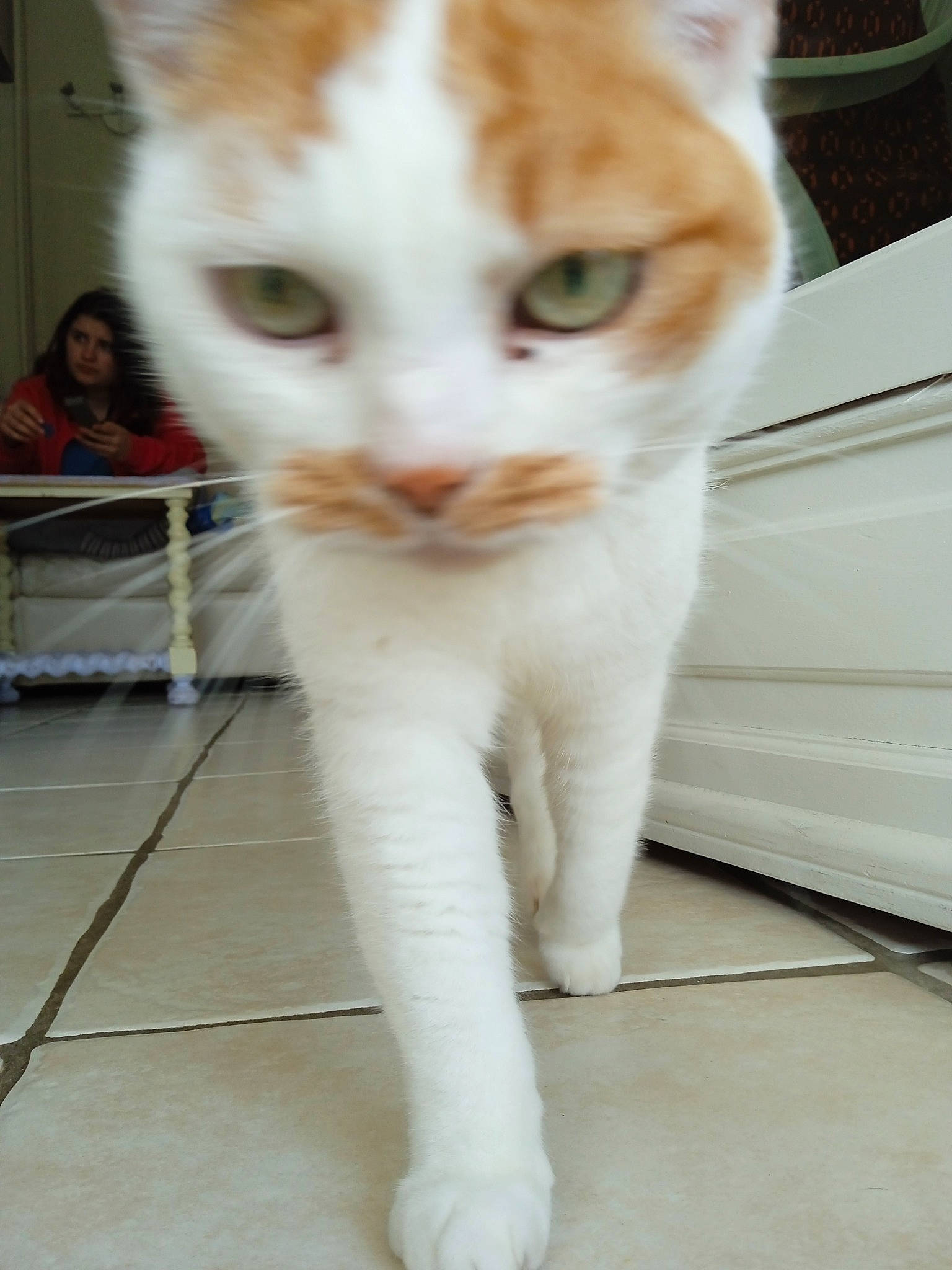 Mikette a rejoint le concours — aidez-le/la à gagner de superbes lots ! carnivore, cat, chair, claw, domestic_short_haired_cat, fawn, felidae, flooring, fur, paw, small_to_medium_sized_cats, snout, tail, terrestrial_animal, whiskers