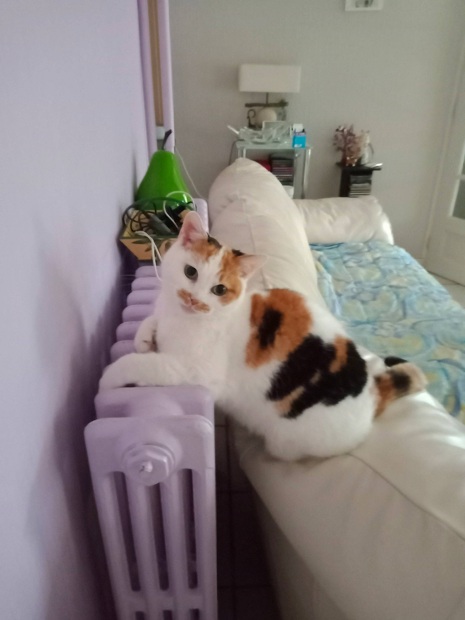 Mikette a rejoint le concours — aidez-le/la à gagner de superbes lots ! bed, bedding, carnivore, cat, cat_supply, chair, comfort, companion_dog, domestic_short_haired_cat, felidae, fur, houseplant, linens, pet_supply, plant, room, small_to_medium_sized_cats, tail, whiskers, wood