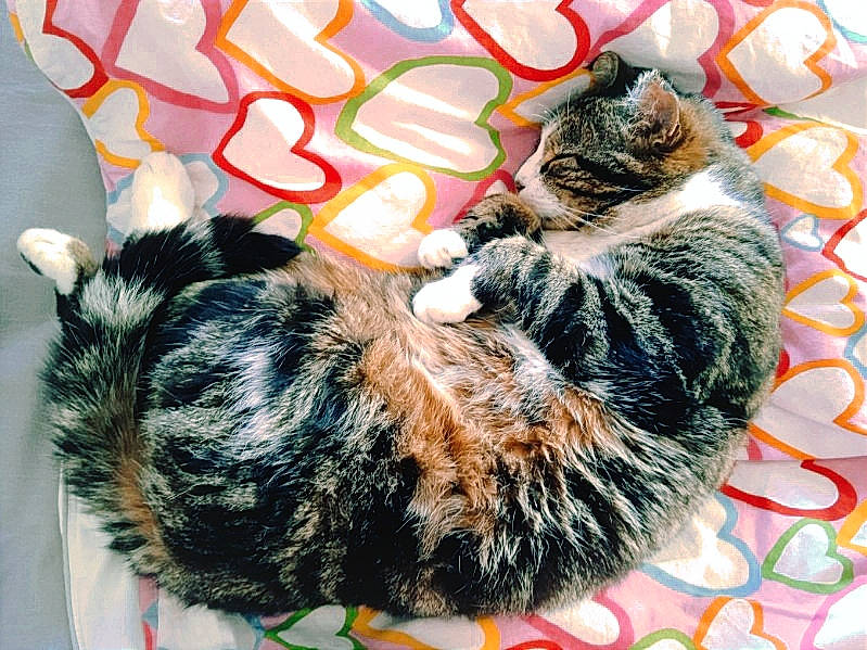 Momo participe au concours pour gagner de l'argent avec cette photo : canidae, carnivore, cat, claw, comfort, companion_dog, couch, domestic_short_haired_cat, fawn, felidae, foot, fur, nap, pattern, paw, sleep, small_to_medium_sized_cats, tail, tree, whiskers